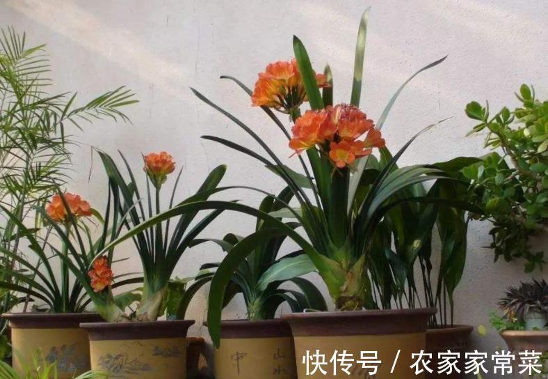 君子兰夹箭不开花?教你3个小妙招,不到半月花苞打开美极了