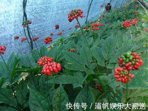 阮葵生!中国人荒唐的人参迷信与胡萝卜成分相近,为何还信了几千年