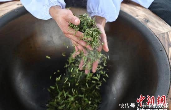  广西侗乡20万亩早春茶立春开采