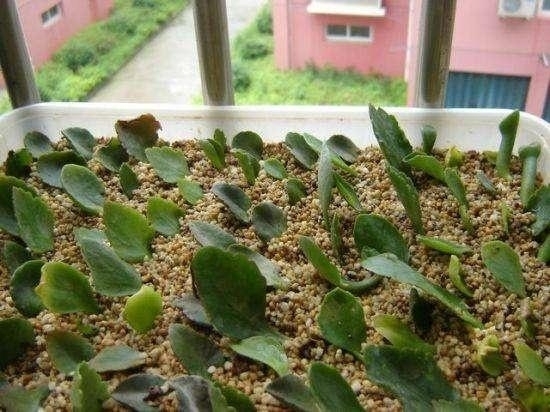 “这”5种花太贵，“掐”1片叶子，一插就活，别“白”花钱了