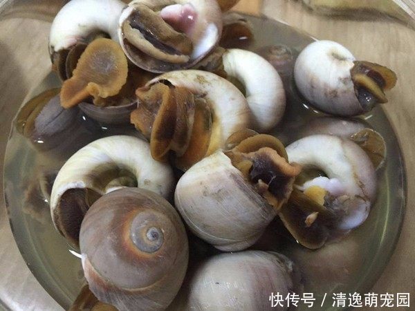 儿媳妇|夫妻回农村老家,父母准备一大桌菜,媳妇吃两口就不想吃了