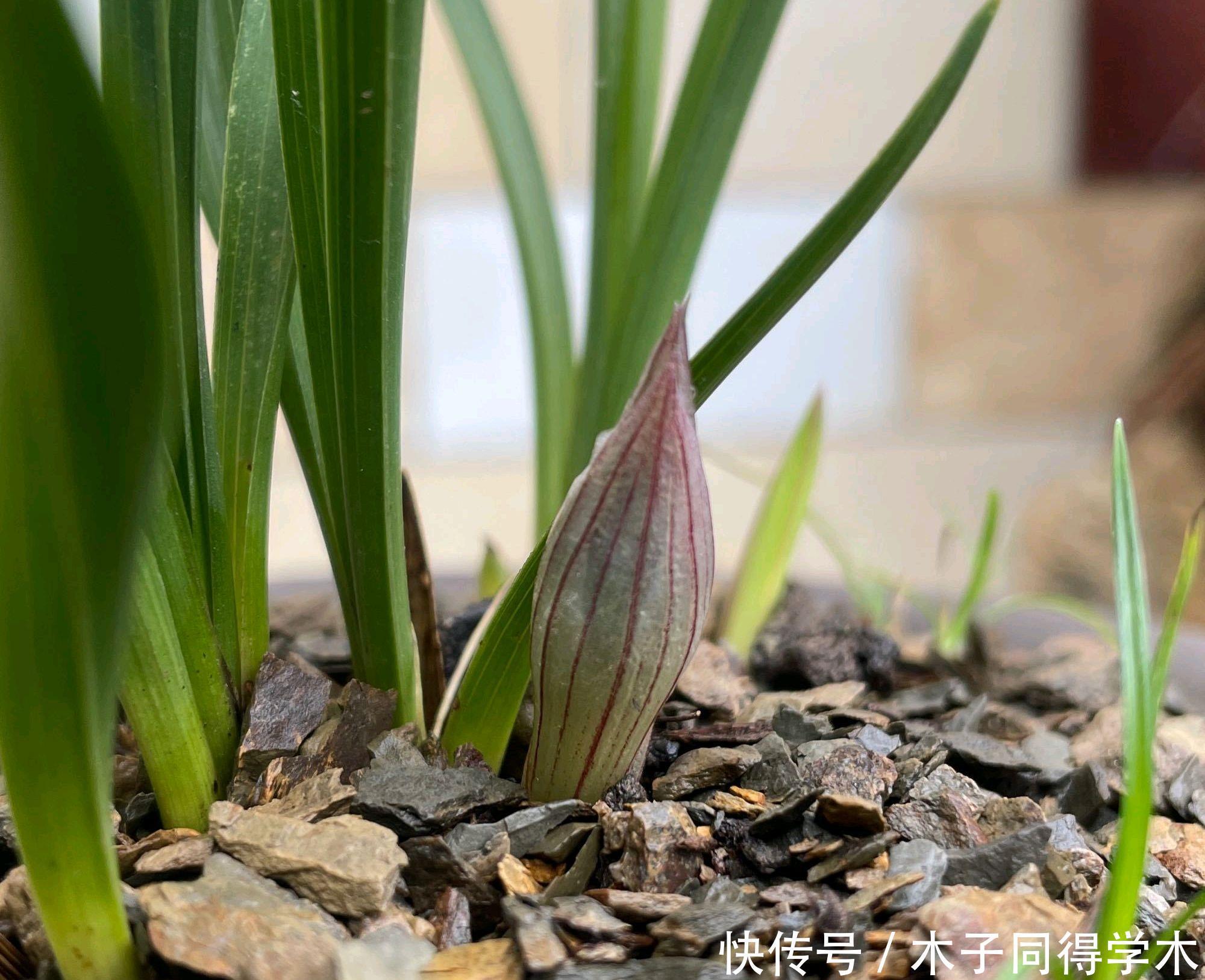  原因就|兰花的花苞外壳为什么腐烂了，可惜了，铺的水苔是祸端