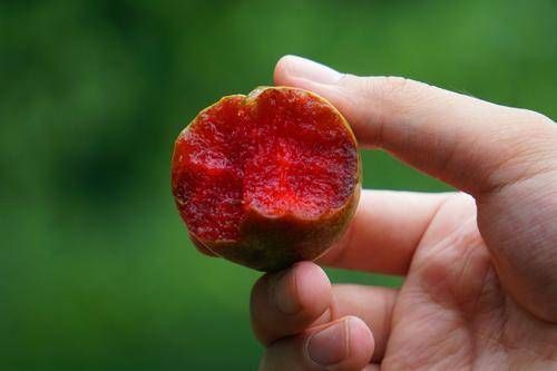 李子|这东西正在火热上市中,比玻尿酸更强,常吃皮肤好,细嫩又红润!