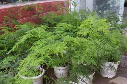 秋天养文竹,做好4件事,不黄叶不干尖,翠绿旺盛美翻了