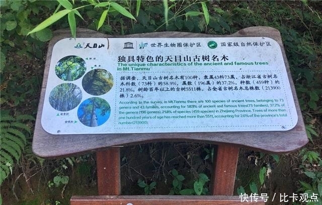 植物|天目山大树王国，全球仅存的五棵天目铁木都在这里