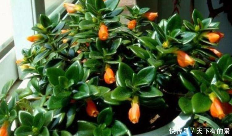 栀子花|几款植物，四季繁花似锦，好养易打理，花姿妖娆美极了