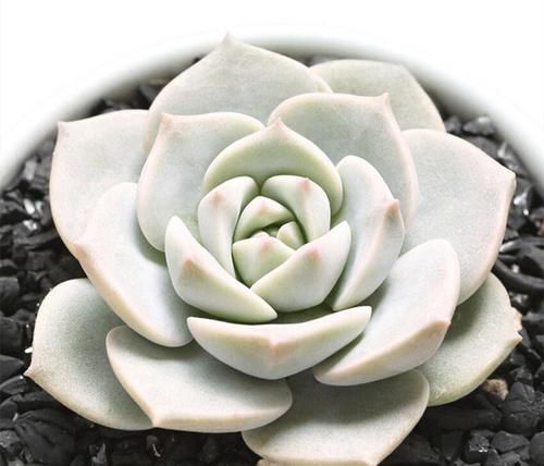 六种花一到夏天就怕热，不开花还不好养，照此做才能安全度夏