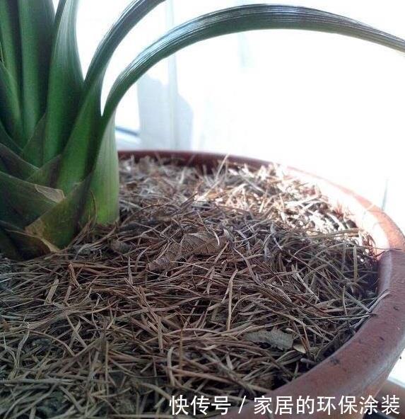 虫子|养花土,用一个塑料袋,轻松杀虫灭菌,花盆里一个虫子都没有