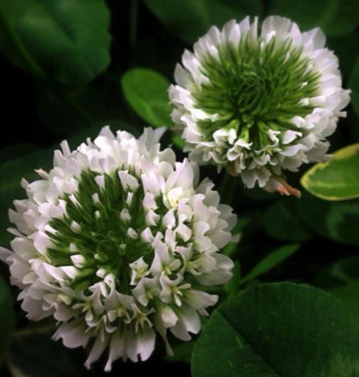 菊花|养树不如养盆“假菊花”,一浇水就狂长,比绿萝好养、比菊花美