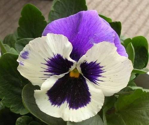 三色堇|夏天家里养此款花,花期长花量大,一盆千百朵,枝头花苞满