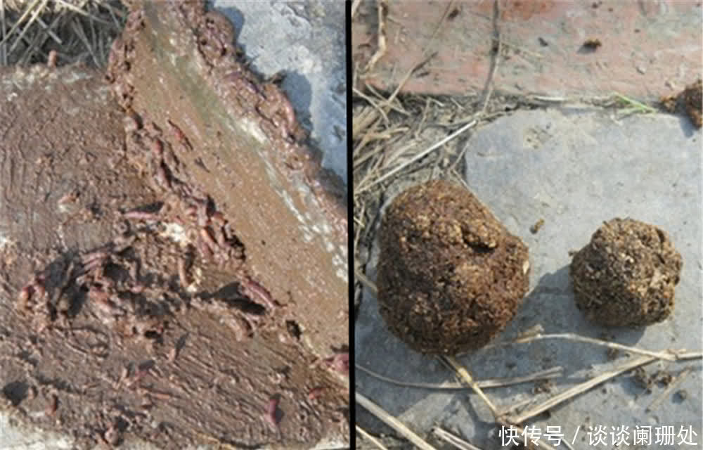 蚯蚓被钓鱼人称为万能饵，直接使用只是初级版，加强版你会用吗？