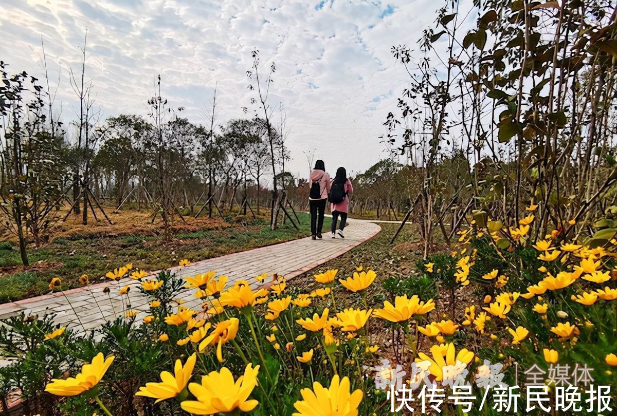 林地|“走不进的密林”成了“可穿行的绿洲”上海市首个千亩大型休闲林地今天开放