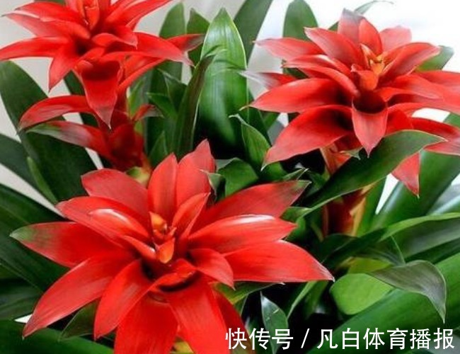 别管有钱没钱，八月十五5种“招财花”，大吉大利，谁看都有档次