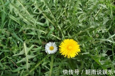 鸡蛋|夏天要吃这道野菜,加鸡蛋炒一炒,比肉还香,碰上别错过