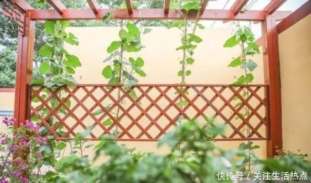 旧农舍改造成花园，一年四季花开不断，邻居看了羡慕的不得了！