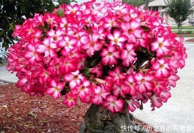 盆栽|此花俗称“最美盆栽花卉”, 再贵也要种2棵, 一年开6次, 沾土就活!