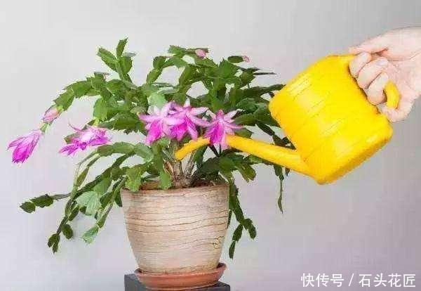 养花|养花土“板结”大土块?平时用4种“酸性水”浇灌,土质疏松肥沃