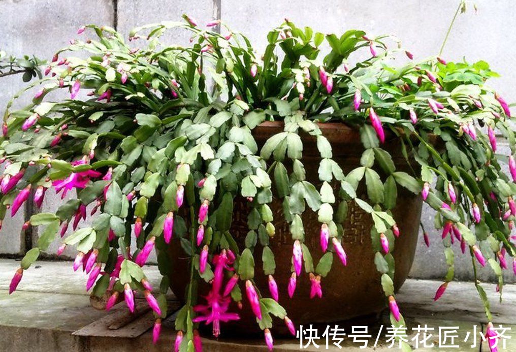 如果蟹爪兰满头花苞，“6怕”要记住，让它开花爆盆，否则会落蕾