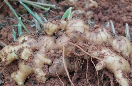 国医吃了40年的它，立夏开始每天早上吃一点，健脾胃还养阳！