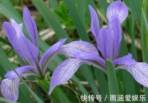 此种像韭菜一样的花卉,它的叶子可是宝,观赏,做手工无所不能