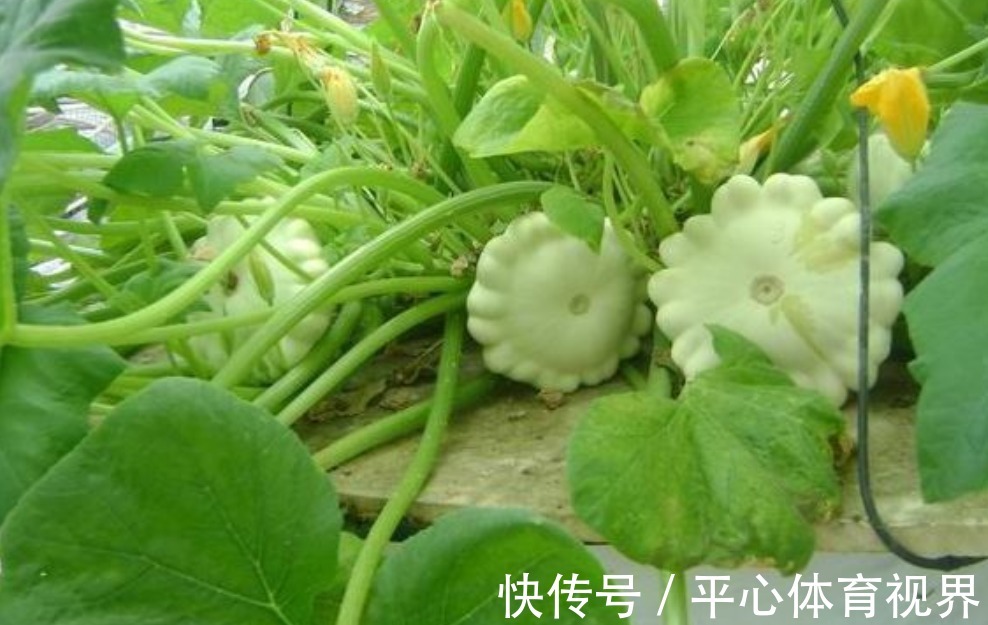 瘦身|村民种植一种飞碟瓜,营养价值非常丰富,可以瘦身减肥