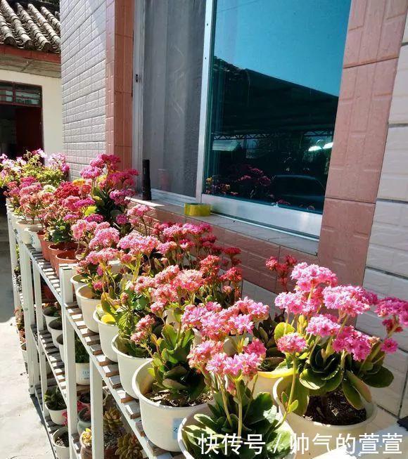 多肉扦插不用土,胶囊板一套,3天就能冒白根!