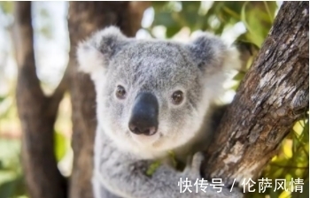 考拉|考拉吃苹果吃出沧桑感，到底经历了啥？考拉：鬼知道！