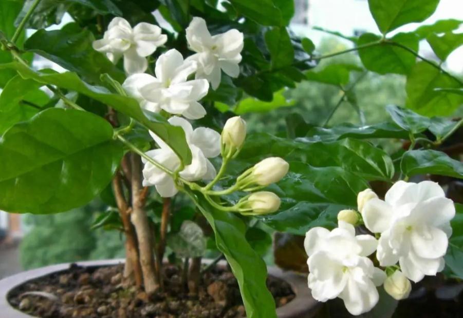 90岁老爷爷为初恋种了满院的茉莉,每次开花,就会引来路人观望