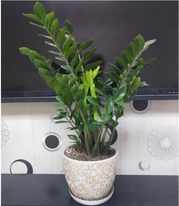 花店老板不会告诉你以下几种花叶子沾土就生根,养1盆可变多盆