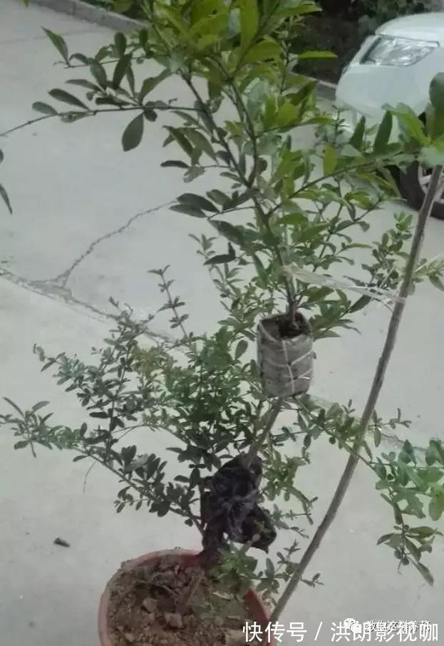 成活率|1个塑料袋1条绳，盆栽1盆变2盆，成活率百分百！