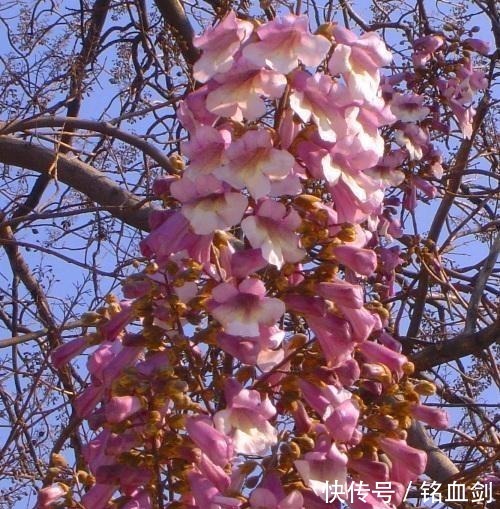 如果我家有院子，我就养树，花和菜都靠边，什么都不如种树好！