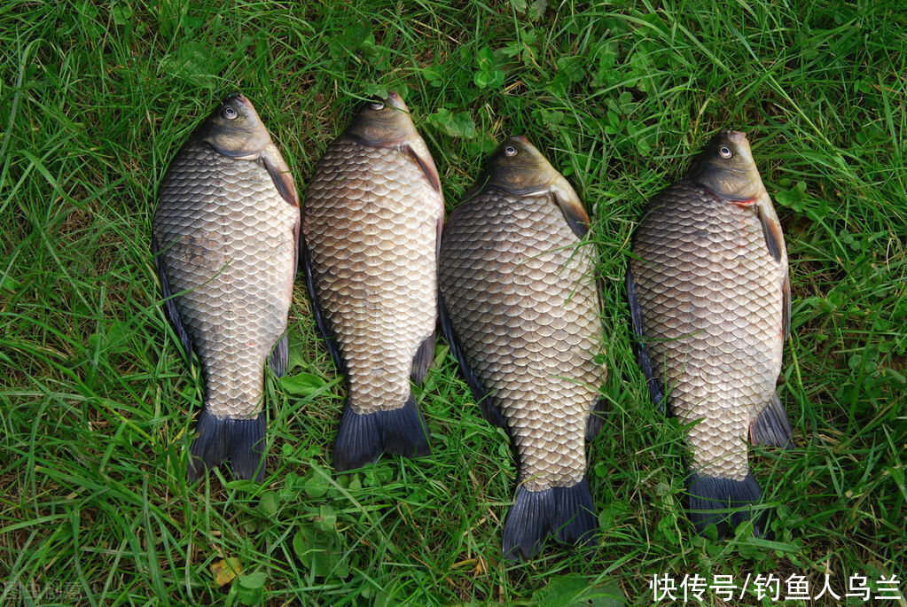  钓鱼|冬季钓鱼，钓浅还是钓深？选对了水深，狂拉鲫鱼并不难