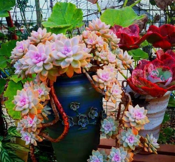 12种值得珍藏的多肉,越老越美丽,养成老桩才值钱