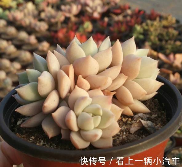 公认不好养的多肉白牡丹,改变养殖方法,长成小老桩,颇有韵味