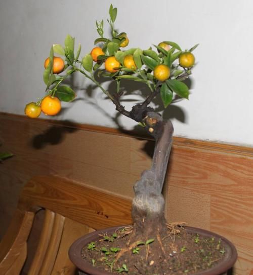 试试|金桔的休眠期太长,试试这个方法吧