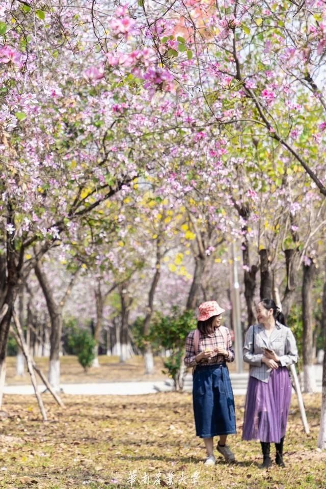 好家伙，这是什么偶像剧大学啊……