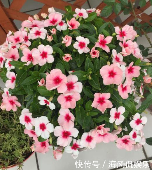 长春花|扦插长春花,有1个“技巧”,1棵养出30棵,棵棵开爆盆,好美!