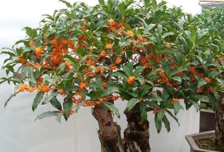 4种花是爆盆能手,开起花来拦不住,不用管也能长得旺,开花不断