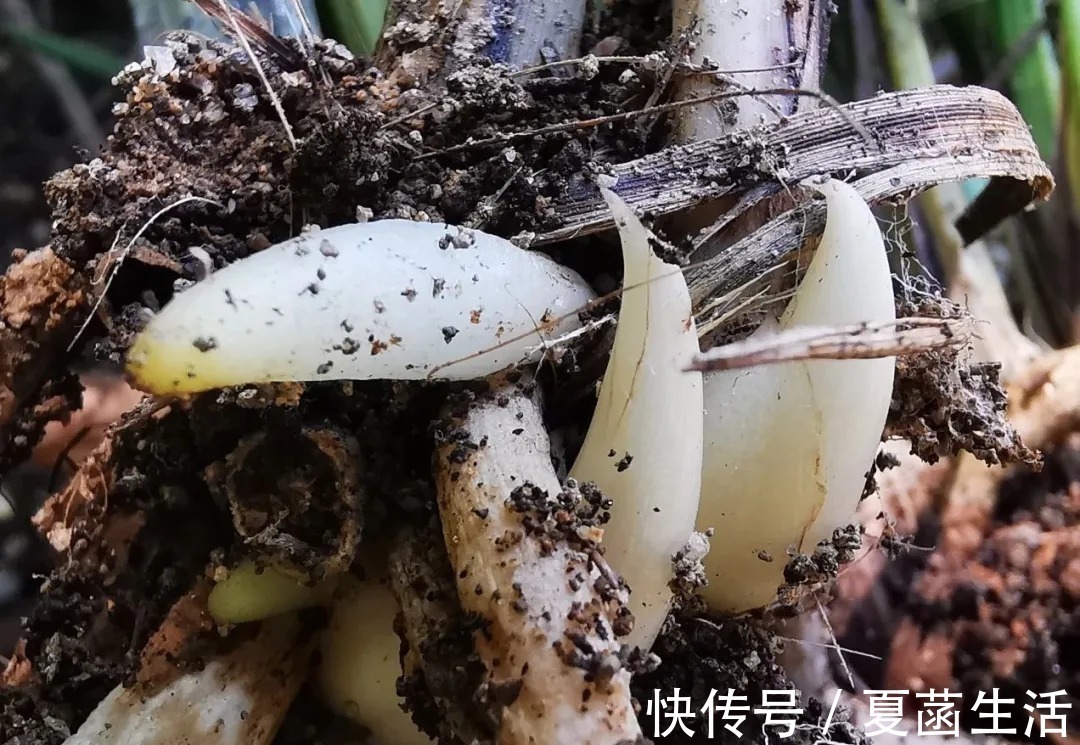 兰友|兰花用什么水浇最好?这种水,比天然的雨水更妙