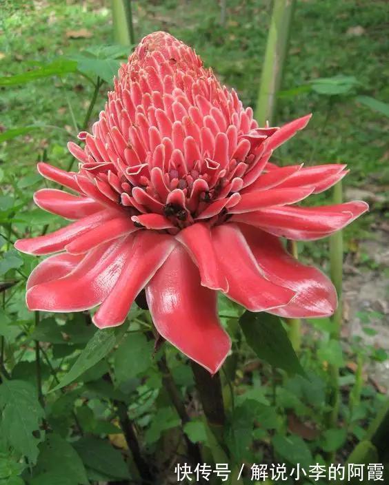 金色“大莲花”好看还好吃,“巨大神秘”的花,你肯定没见过