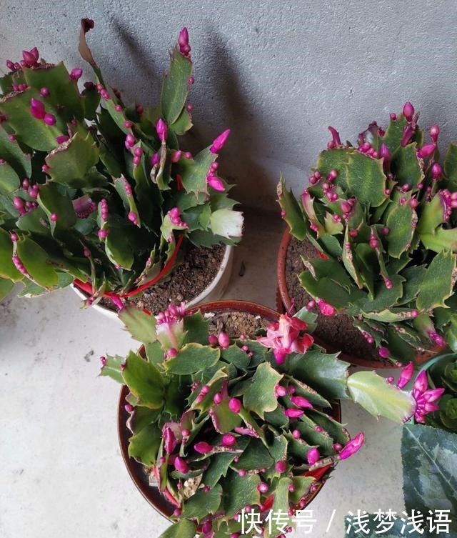 蟹爪兰花苞未开,就已经枯萎,快停止这“3动作”!还能开一茬花!