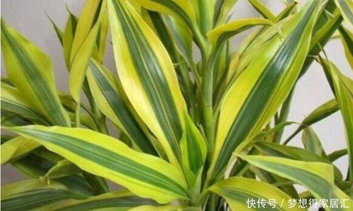 4种花是懒人的最爱,有阳光就爆盆,越养越上瘾!