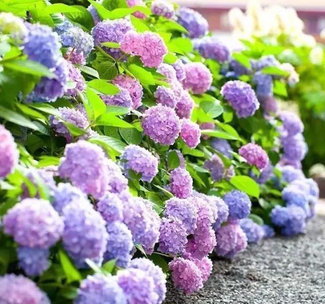 露台养几盆绣球花,群开的样子很美,这样的花园,谁见谁喜欢