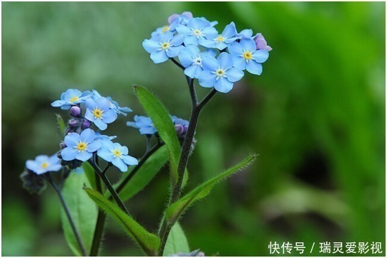 生肖|母亲是这三大生肖的，儿子结婚会晚，但婚姻将非常美满，不用着急