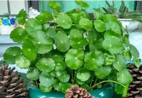 蝴蝶兰|居家就养此款花卉,丢到阳台,四季有花开,花香四溢飘满屋