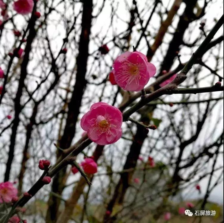 生物|赏不完的花，看不尽的美！冬季，到红河感受生物多样性之美