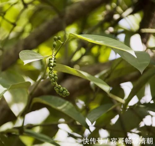 花椒酒|湿气过重的克星花椒籽，其祛湿功效非常强大！