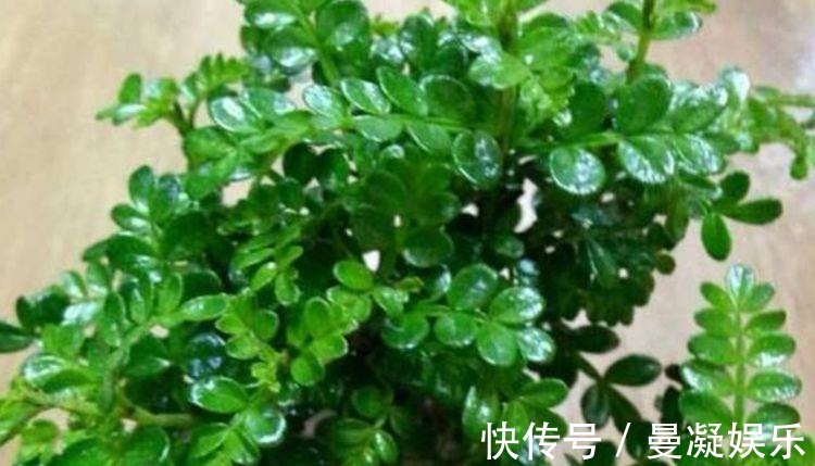 杀菌|4种花养在家里，一整年都有好运气，日子红火财运滚滚，好看极了