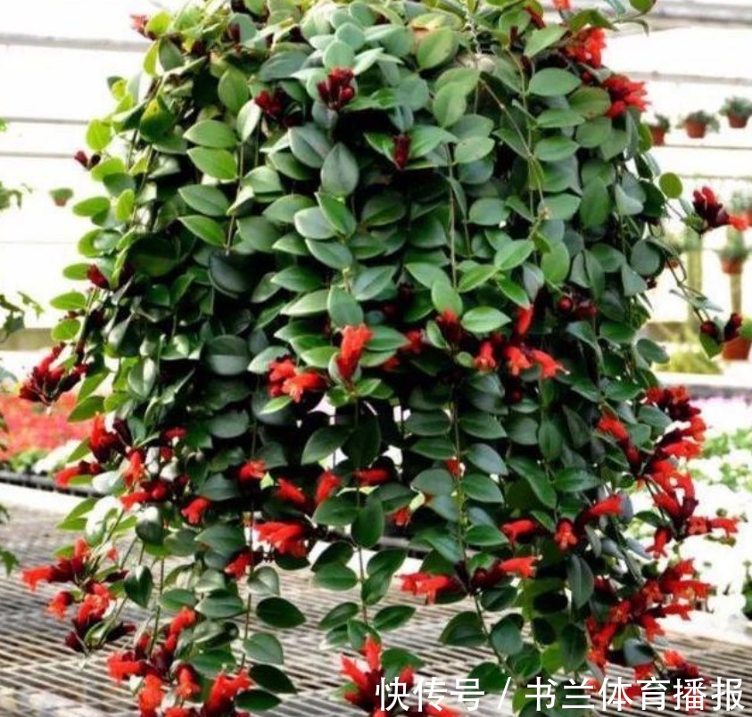 “4种漂亮”垂吊花,婀娜多姿,绚丽多彩,美到让人窒息!