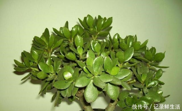 玉树美如玉,氮肥不可少,大豆做肥是技巧!